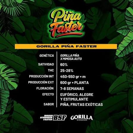 Semilla Piña Faster Gorilla x2 BSF Seeds