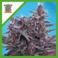 Semilla Sweet Black Cream Auto 3+1