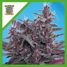 Semilla Sweet Black Cream Auto 3+1