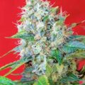 Semilla Sweet Green Poison XL Auto 3+1
