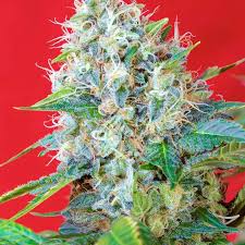 Semilla Sweet Green Poison XL Auto 3+1