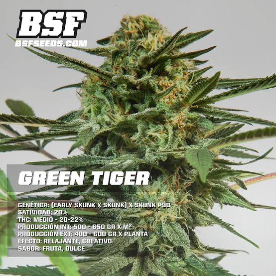 green tiger bsf