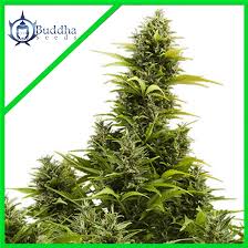 Semilla Auto Medikit x3+1