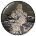 Semilla Gelato 242 Medical Seeds 3+2 Uds
