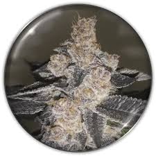 Semilla Gelato 242 Medical Seeds 3+2 Uds