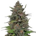Semilla Malakoff Medical Seeds 3+2 Uds