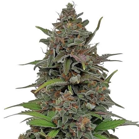 Semilla Malakoff Medical Seeds 3+2 Uds