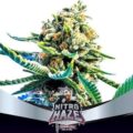Semilla Nitro Haze Fem x2 BSF Seeds
